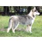 jack & jo, Siberian Husky - Rüde