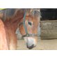 jack, kaltblut - Wallach