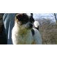 jack russel und west highland Welpen - Hündin