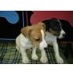 jack russell-Welpen - Rüde