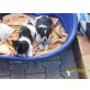 jackrussel Welpen - Rüde