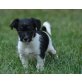 jackrussel-pinscher mischling welpen Welpen - Hündin