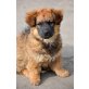 jackson, Mischlingsrüde  Jackson Welpen - Rüde