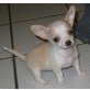 jacky, Chihuahua kurzhaariger Schlag Welpen - Hündin