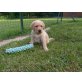 janna, Labrador Retriever Welpen - Hündin