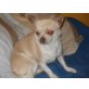 jaro, Chihuahua kurzhaariger Schlag - Rüde