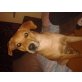 jay, labrador/spitz - Rüde