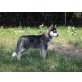 jessica, Siberian Husky - Hündin