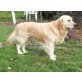 jessy, Golden Retriever - Hündin