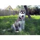 jo, Siberian Husky - Rüde