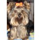 jola, Yorkshire Terrier - Hündin