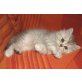 jonathan, Perser - Kater