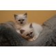 josie und jimmy, Heilige Birma - Katze