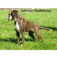 julchen vom teufelsweg, Boxer - Hündin