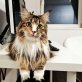 juliet, Maine Coon - Katze
