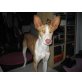 jung, sportlich, ledig ... sucht, Podenco Ibicenco - Rüde