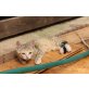 junge Hauskatzen, geimpft - Kater
