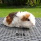 junge bunte Teddy-Meerschweinchen - männlich