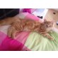 junger Kater 4 Monate rötlich - Kater