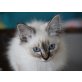 k.A., Heilige Birma - Kater