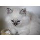 k.A., Heilige Birma - Kater