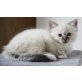 k.A., Heilige Birma - Katze