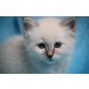k.A., Heilige Birma - Katze