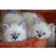 k.A., Heilige Birma - Katze