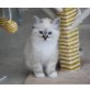 k.A., Heilige Birma - Katze