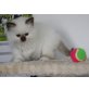 k.A., Heilige Birma - Katze