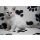 k.A., Heilige Birma - Katze