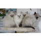 k.A., Heilige Birma - Katze