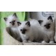 k.A., Heilige Birma - Katze