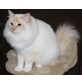 k.Angabe, Heilige Birma - Katze