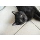 k.a - Kater