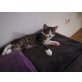 kätzchen - Kater