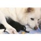 kann ausgesucht werden mit C, Deutscher Großspitz Welpen - Rüde