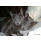 kann ausgewäht werden, Russisch Blau - Katze