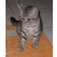 kante, Britisch Kurzhaarkatze - Katze