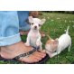 karry, Chihuahua langhaariger Schlag Welpen - Rüde
