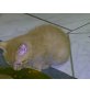 karthäuser und ???? - Kater
