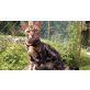 kastrierte ältere Bengalkatzen, Bengalkatze - Katze