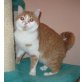 kastrierter BKH Kater in rot-weiss, Britisch Kurzhaarkatze - Kater
