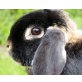 kastrierter Zwergwidder loh-farbig - männlich