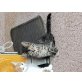 katzen - Katze