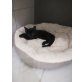 katzenbaby - Katze