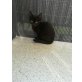 katzenbaby - Katze