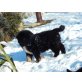 kaukasischer Owtscharka (B.Sennenhund/Collie) Welpen - Rüde