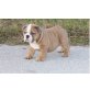 kayla, Englische Bulldogge - Rüde
