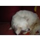 kein, Chihuahua kurzhaariger Schlag Welpen - Hündin